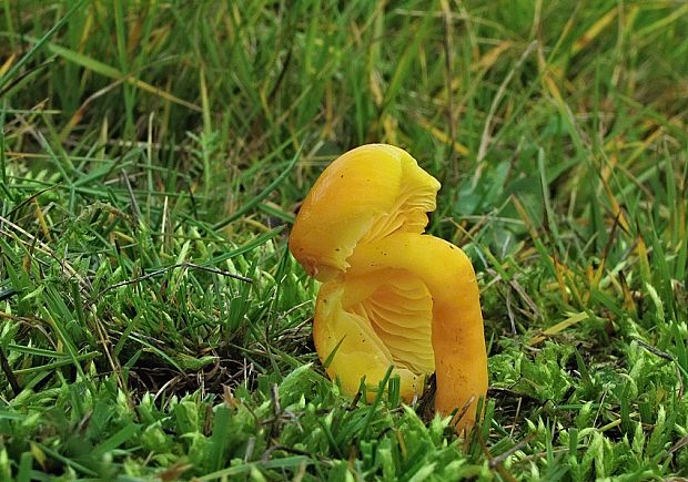 lúčnica vosková Hygrocybe ceracea (Wulfen) P. Kumm.