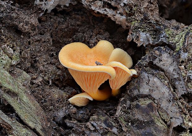 líška oranžová Hygrophoropsis aurantiaca (Wulfen) Maire