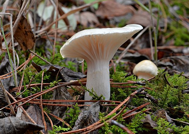 šťavnačka sliznatoprsteňová Hygrophorus gliocyclus Fr.