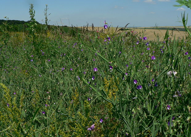 hrachor chlpatý Lathyrus hirsutus L.