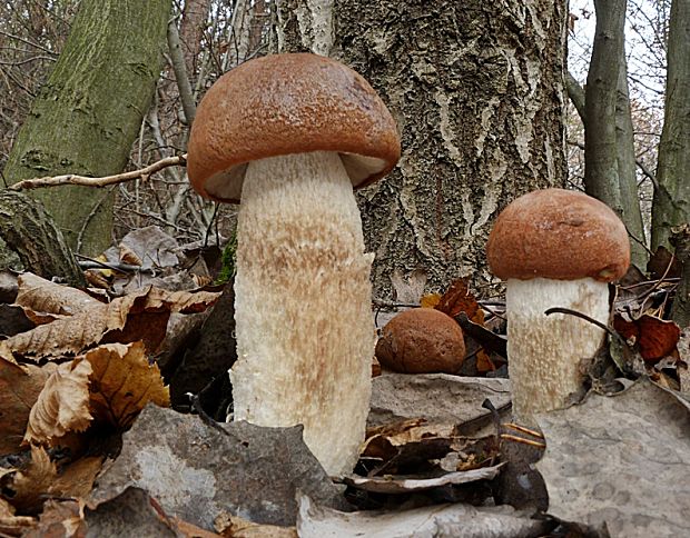 kozák osikový Leccinum albostipitatum den Bakker & Noordel.