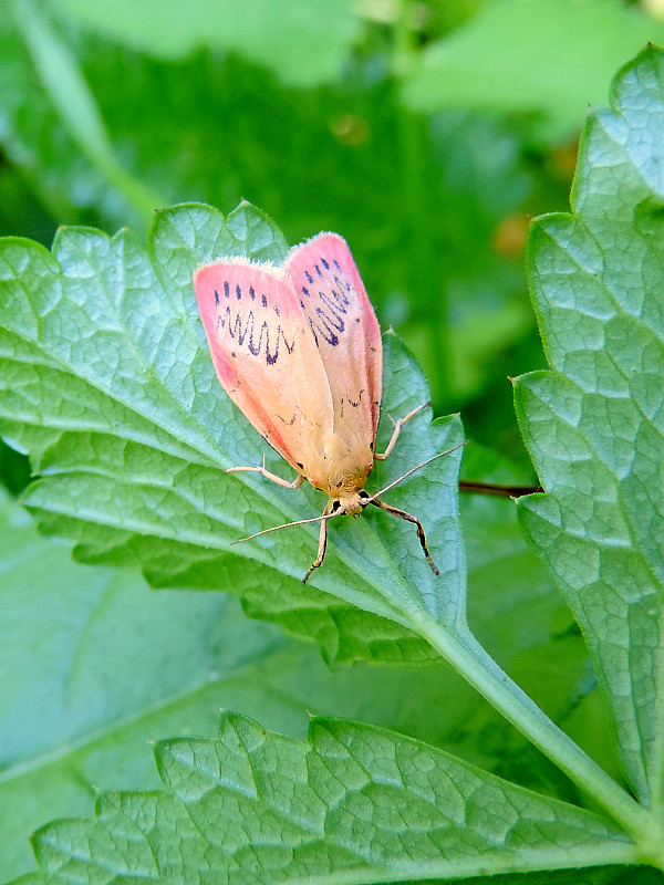 lišajníkovec červenkastý / lišejníkovec půvabný Miltochrista miniata Forster, 1771