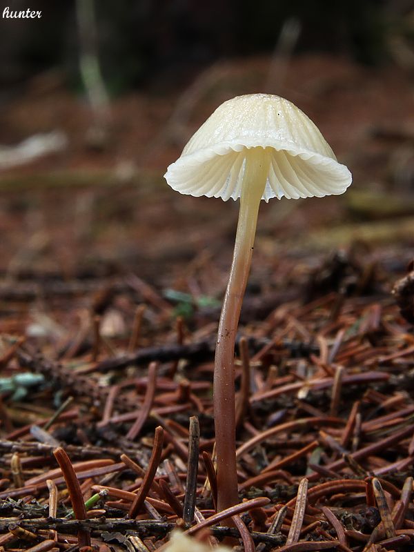 prilbička slizká Mycena epipterygia (Scop.) Gray