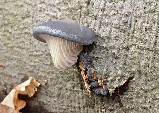 hliva ustricovitá modrastá Pleurotus columbinus Quél.