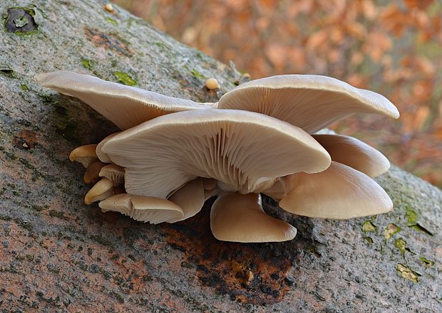 hliva buková Pleurotus pulmonarius (Fr.) Quél.