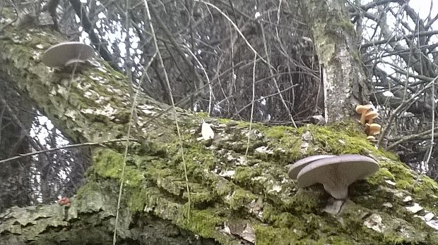 hliva Pleurotus sp.