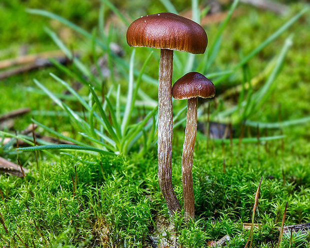 holohlavec tmavý Psilocybe montana (Pers.) P. Kumm.