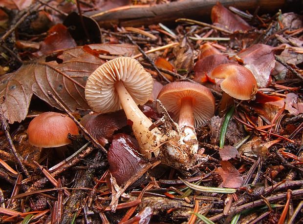 peniazovka maslová Rhodocollybia butyracea (Bull.) Lennox