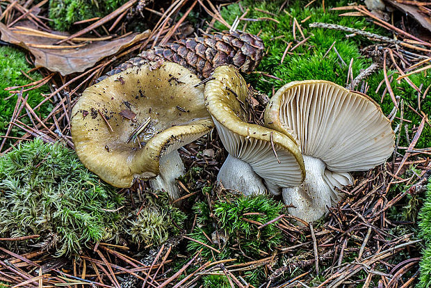 plávka hlinovožltá Russula ochroleuca Fr.