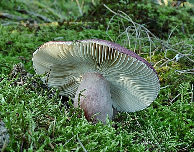 plávka Quéletova Russula queletii Fr.