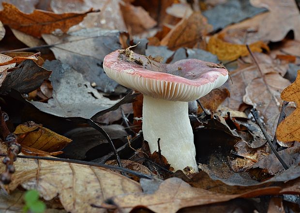 plávka Russula sp.