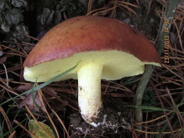 masliak Suillus sp.