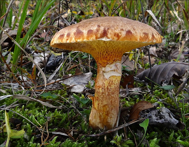 masliak tridentský Suillus tridentinus (Bres.) Singer