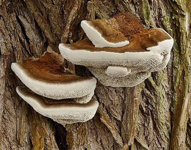 trúdnikovec voňavý Trametes suaveolens (L.) Fr.