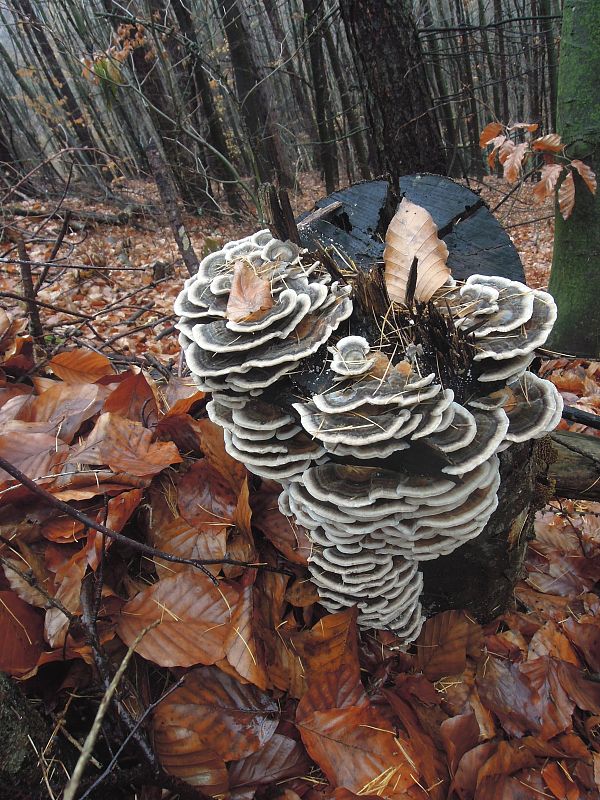 trúdnikovec pestrý Trametes versicolor (L.) Lloyd