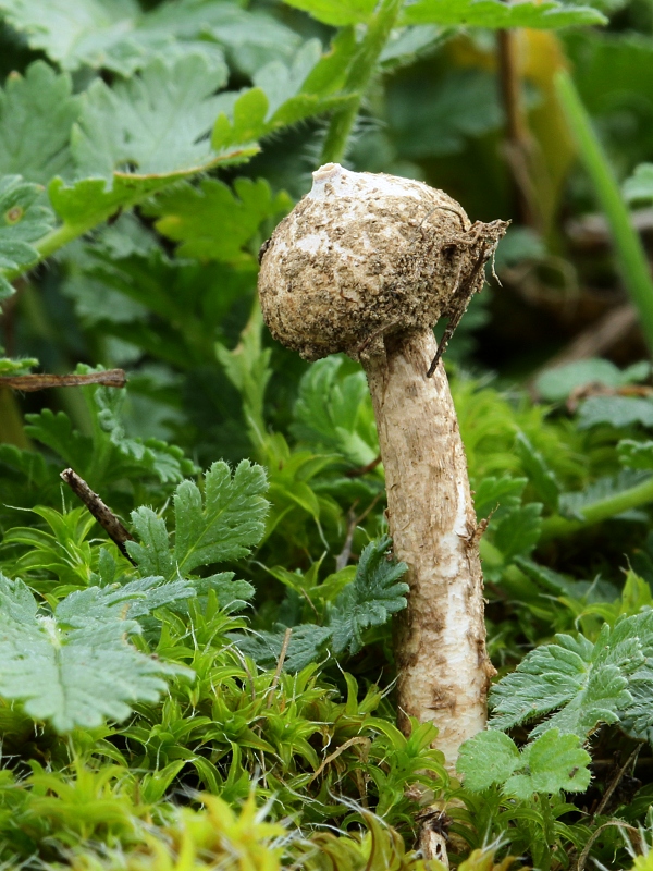 stopkovec zimný Tulostoma brumale Pers.