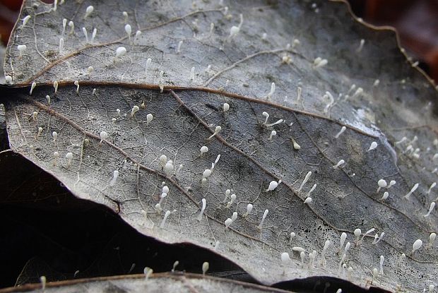 piestovka listová Typhula setipes  (Grev.) Berthier