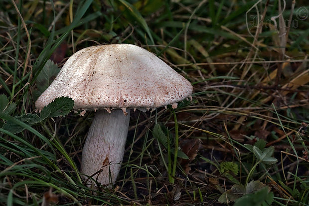 pečiarka Benešova Agaricus benesii (Pilát) Pilát