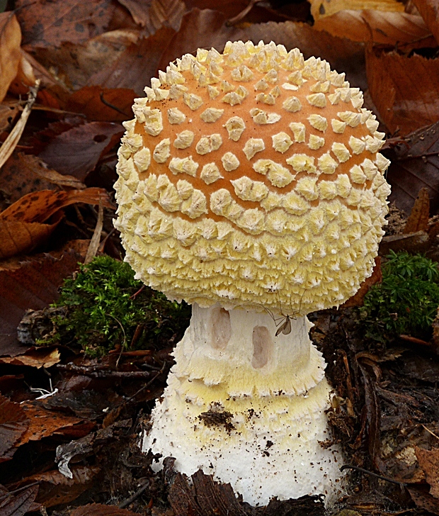 muchotrávka kráľovská Amanita regalis (Fr.) Michael