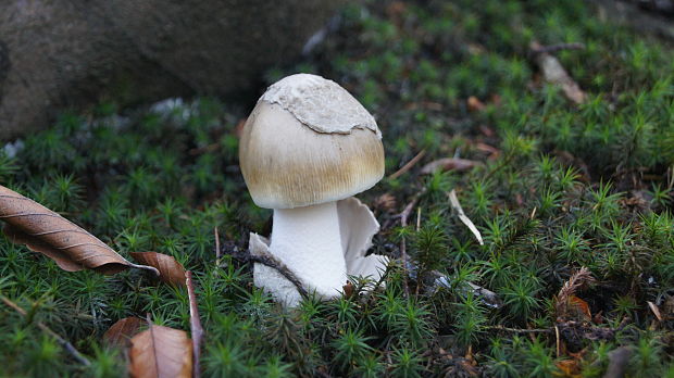 muchotrávka Amanita sp.