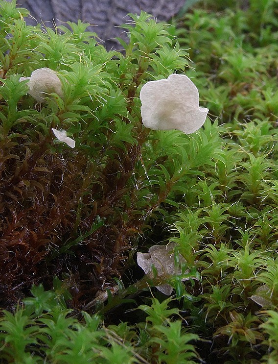 rebrovička Arrhenia sp.