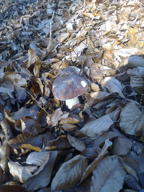 hríb sosnový Boletus pinophilus Pil. et Dermek in Pil.