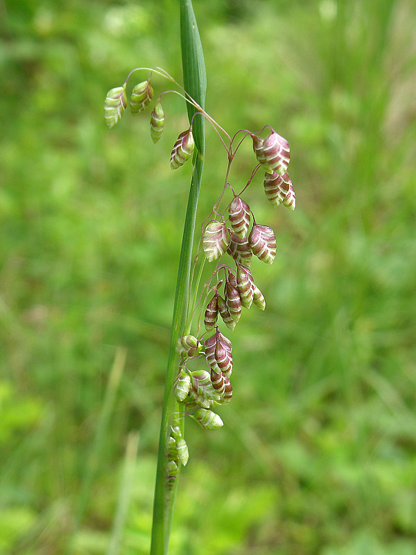 traslica prostredná Briza media L.