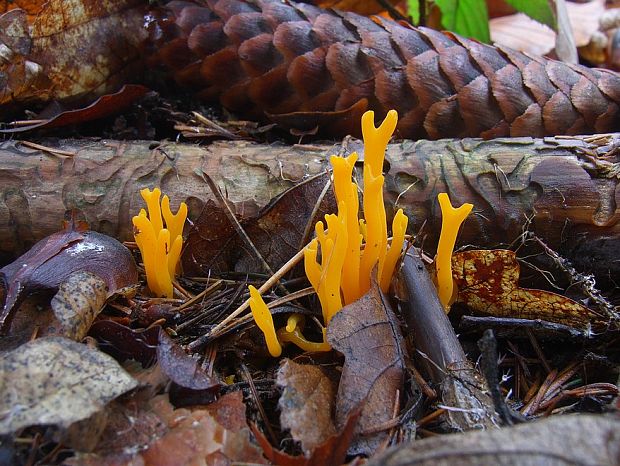 parôžkovec lepkavý Calocera viscosa (Pers.) Fr.