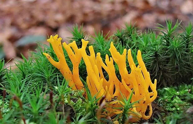 parôžkovec lepkavý Calocera viscosa (Pers.) Fr.