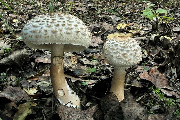 bedľa červenejúca Chlorophyllum rachodes (Vittad.) Vellinga