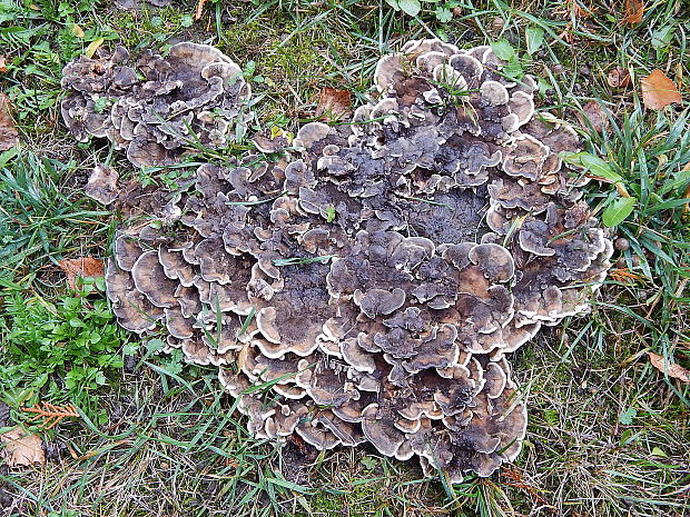 pevníkovec purpurový Chondrostereum purpureum (Pers.) Pouzar