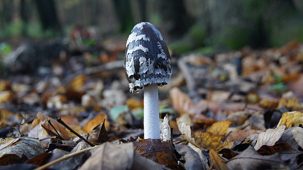 hnojník strakatý Coprinopsis picacea (Bull.) Redhead, Vilgalys & Moncalvo