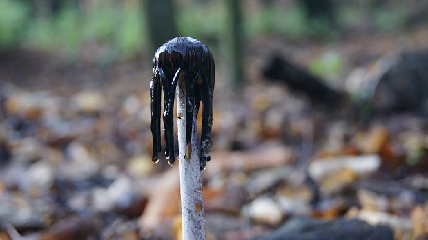 hnojník strakatý Coprinopsis picacea (Bull.) Redhead, Vilgalys & Moncalvo