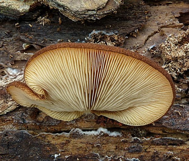 pahliva šafranová Crepidotus crocophyllus (Berk.) Sacc.