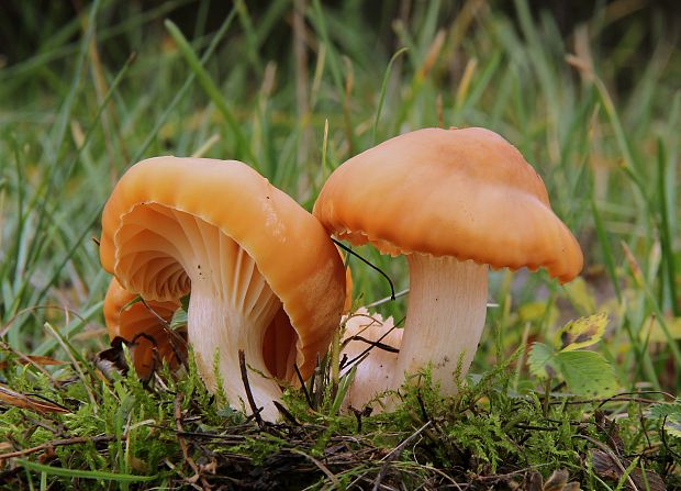 lúčnica statná Cuphophyllus pratensis (Fr.) Bon