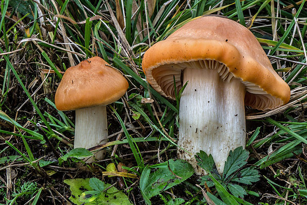 lúčnica statná Cuphophyllus pratensis (Fr.) Bon