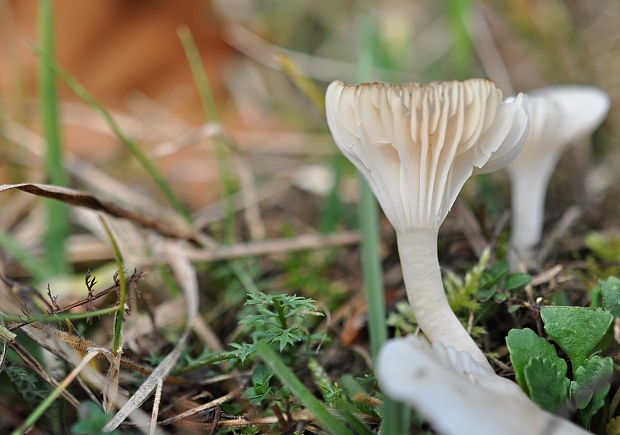 lúčnica snehobiela Cuphophyllus virgineus (Wulfen) Kovalenko