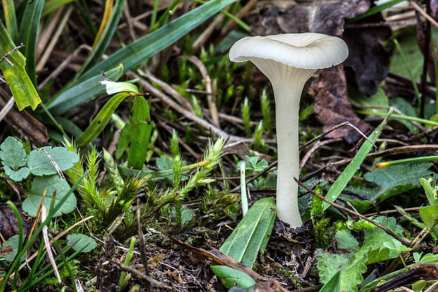 lúčnica snehobiela Cuphophyllus virgineus (Wulfen) Kovalenko