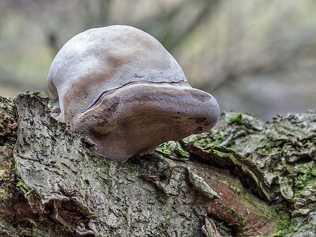 práchnovec kopytovitý Fomes fomentarius (L.) J.J. Kickx