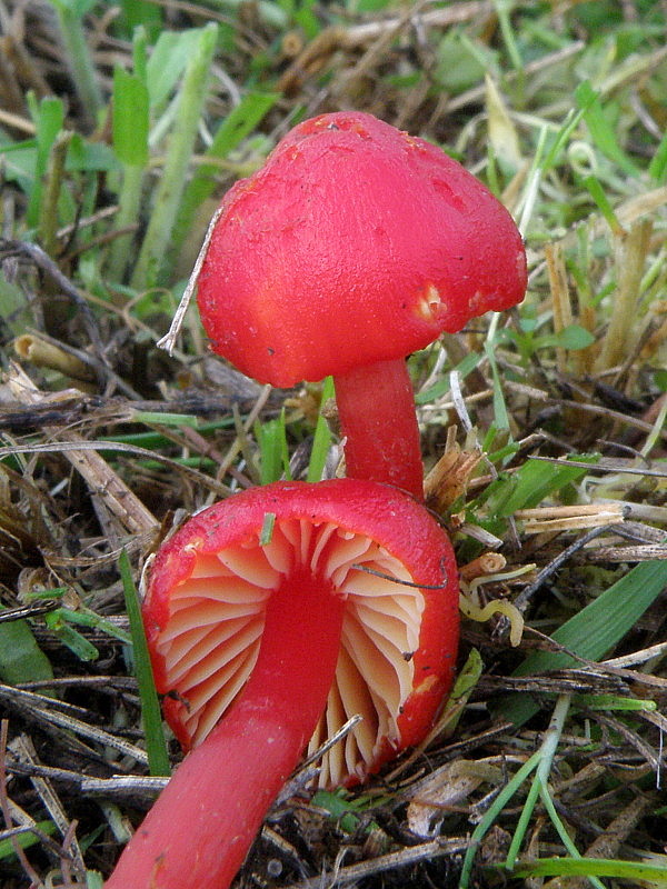 lúčnica šarlátová Hygrocybe coccinea (Schaeff.) P. Kumm.