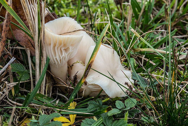 lúčnica Hygrocybe sp.