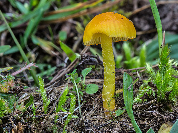 lúčnica Hygrocybe sp.