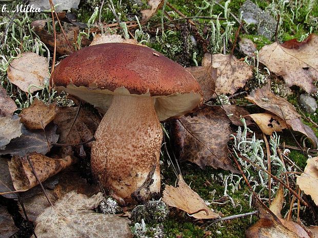 kozák dubový Leccinum aurantiacum (Bull.) Gray