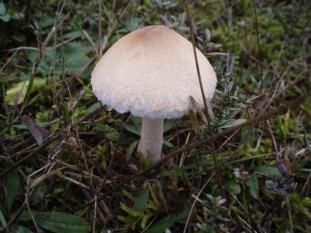 bedlička vlnatá Lepiota clypeolaria (Bull.) P. Kumm.