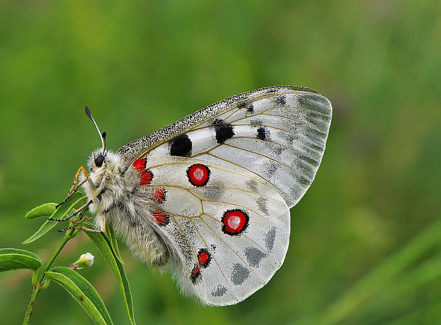 jasoň červenooký  Parnassius apollo