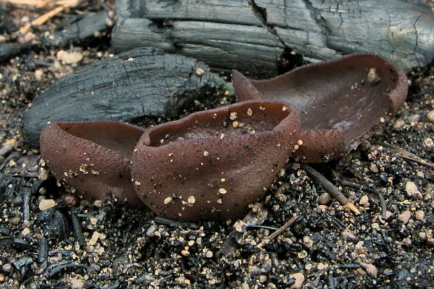 čiaška Peziza sp.