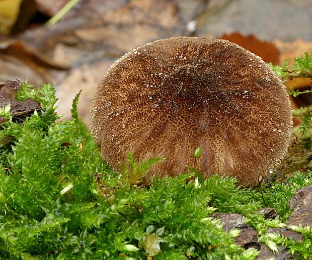 štítovka vláknitá Pluteus umbrosus (Pers.) P. Kumm.