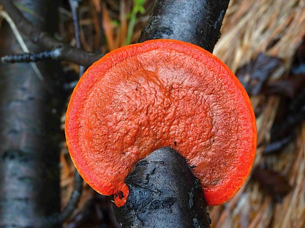 červenica rumelková Pycnoporus cinnabarinus (Jacq.) P. Karst.