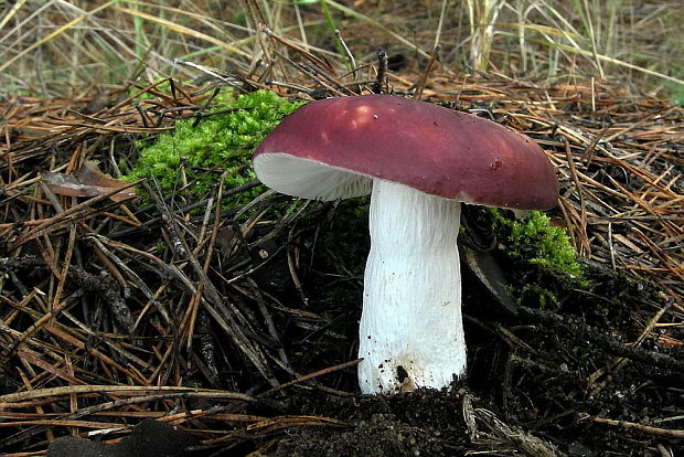 plávka štipľavá Russula badia Quél.