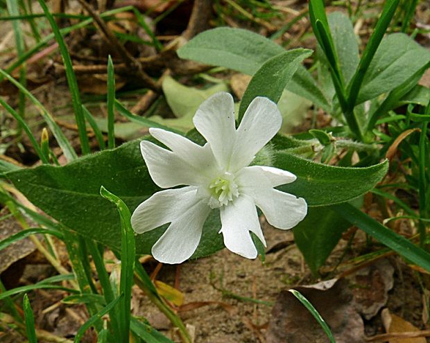 silenka biela pravá Silene latifolia subsp. alba (Mill.) Greuter et Burdet